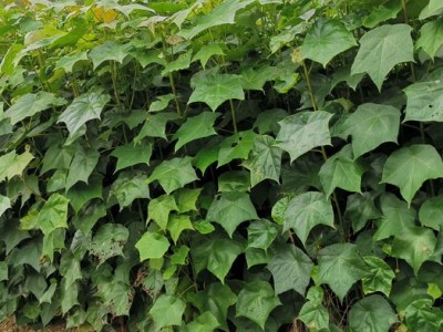 高度60厘米米老排苗 米老排袋苗 米老排杯苗