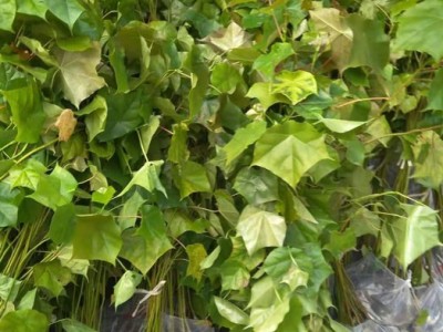 高度60厘米米老排苗 米老排袋苗 米老排杯苗图4