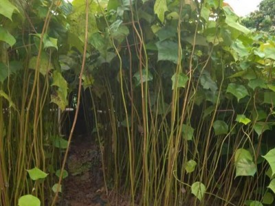 高度60厘米米老排苗 米老排袋苗 米老排杯苗图5