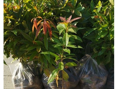 木荷袋苗 木荷容器苗 木荷杯苗图3