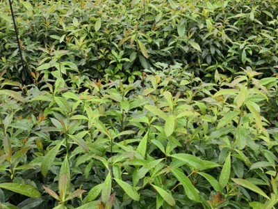 木荷袋苗 木荷容器苗 木荷杯苗