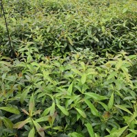 木荷袋苗 木荷容器苗 木荷杯苗