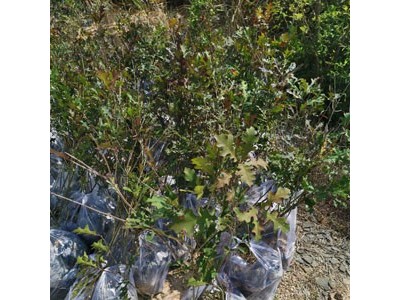 娜塔栎袋苗 娜塔栎苗 娜塔栎种子图2