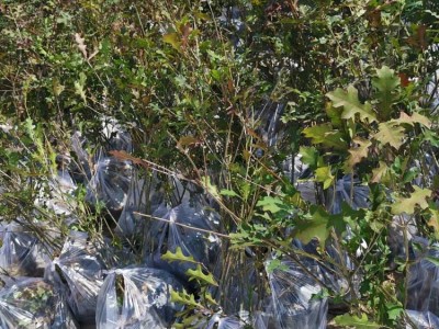 娜塔栎袋苗 娜塔栎苗 娜塔栎种子