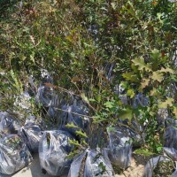 娜塔栎袋苗 娜塔栎苗 娜塔栎种子