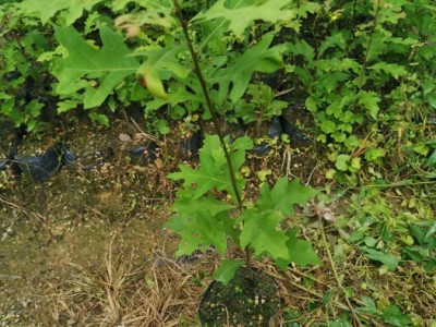 娜塔栎袋苗 娜塔栎苗 娜塔栎种子图3