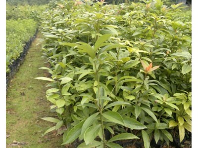 闽楠苗 楠木苗 桢楠苗 滇楠苗 闽楠种子 金丝楠木苗图2