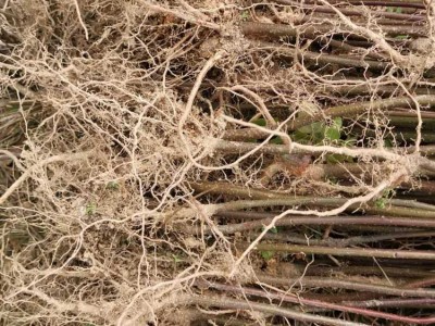 南酸枣地苗 南酸枣种子 南酸枣苗图4