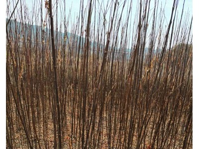 南酸枣地苗 南酸枣种子 南酸枣苗图6