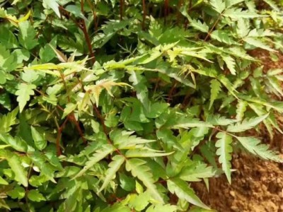 南酸枣地苗 南酸枣种子 南酸枣苗图2