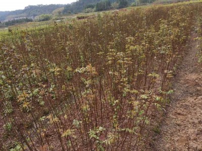 南酸枣地苗 南酸枣种子 南酸枣苗