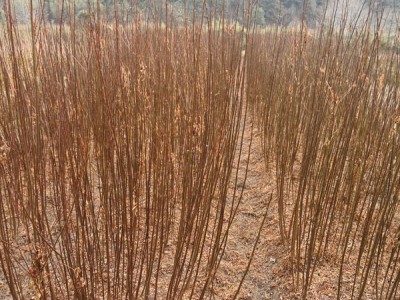 南酸枣地苗 南酸枣种子 南酸枣苗图3