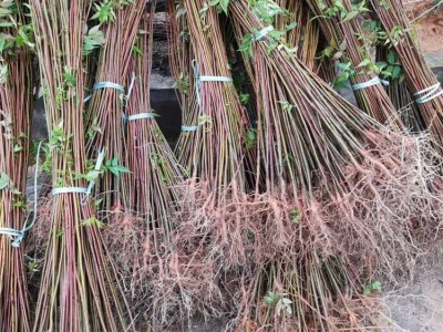 南酸枣地苗 南酸枣种子 南酸枣苗图5