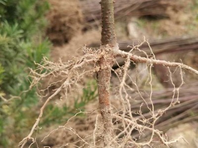 南酸枣地苗 南酸枣种子 南酸枣苗图7