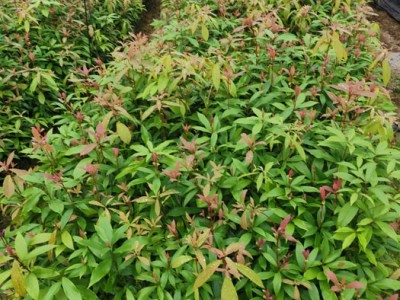 楠木袋苗 金丝楠袋苗 桢楠袋苗 楠木容器苗图2