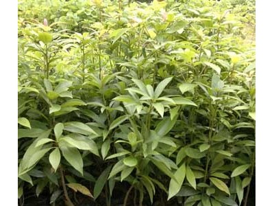 楠木袋苗 金丝楠袋苗 桢楠袋苗 楠木容器苗图4