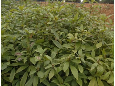 楠木袋苗 金丝楠袋苗 桢楠袋苗 楠木容器苗