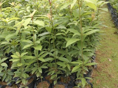 楠木袋苗 金丝楠袋苗 桢楠袋苗 楠木容器苗图3