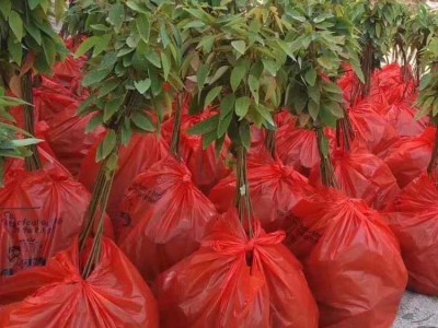 山乌桕袋苗 高度50厘米山乌桕无纺布袋苗 山乌桕杯苗图2