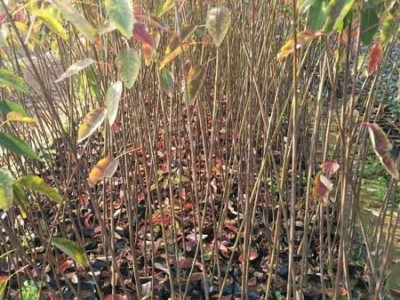山乌桕袋苗 高度50厘米山乌桕无纺布袋苗 山乌桕杯苗