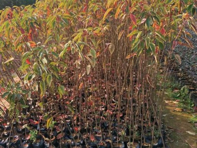 山乌桕袋苗 高度50厘米山乌桕无纺布袋苗 山乌桕杯苗图3