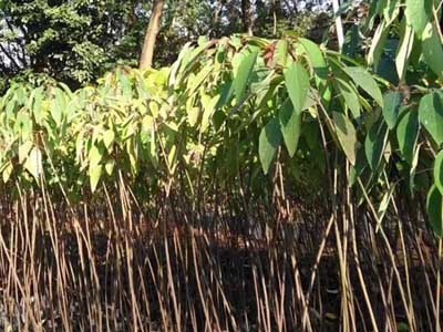 山乌桕袋苗 高度50厘米山乌桕无纺布袋苗 山乌桕杯苗图4