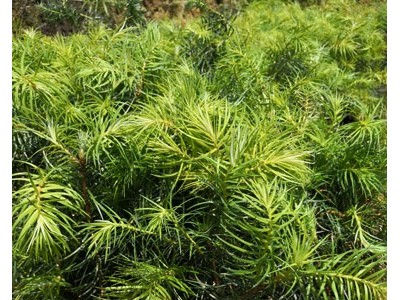 杉木苗 杉树 杉树苗 杉木种子 良种杉木苗批发图3