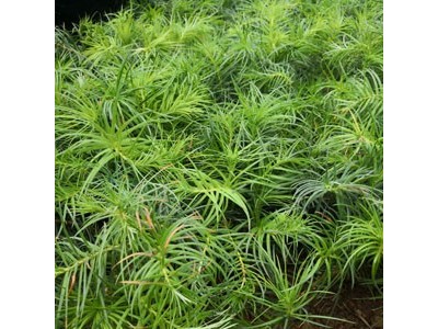 杉木苗 杉树 杉树苗 杉木种子 良种杉木苗批发图6