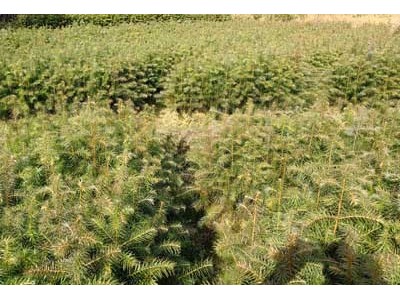 杉木苗 杉树 杉树苗 杉木种子 良种杉木苗批发图4