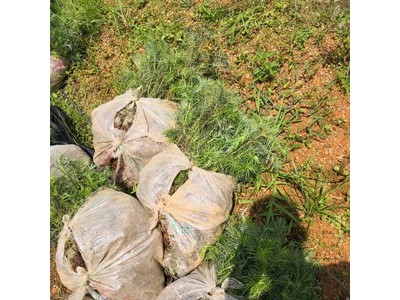 杉木苗 杉树 杉树苗 杉木种子 良种杉木苗批发图7