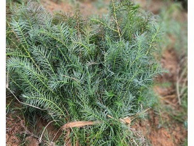 杉木苗 杉树 杉树苗 杉木种子 良种杉木苗批发图2