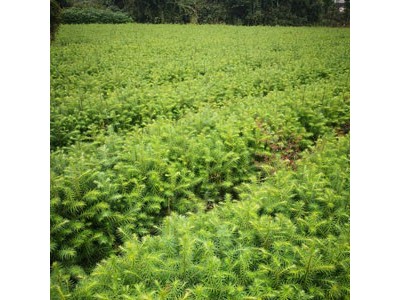 杉木苗 杉树 杉树苗 杉木种子 良种杉木苗批发图5