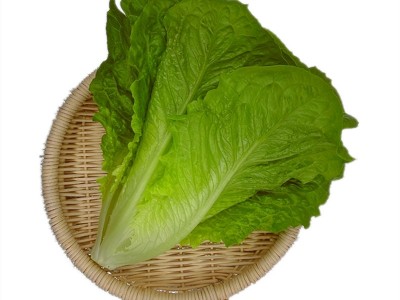 散叶罗马生菜新鲜果蔬绿色蔬菜沙拉火锅西餐食材批发销售餐饮门店图5