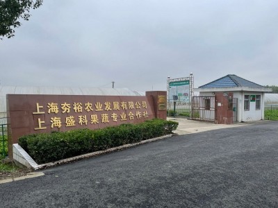 薄荷叶嫩头新鲜可食用泡水调酒香料西餐摆盘装饰批发销售餐饮门店图2