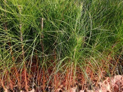 高度30厘米湿地松苗 湿地松种子 湿地松苗 湿地松袋苗图2