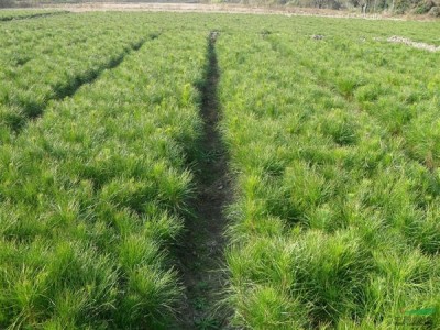 高度30厘米湿地松苗 湿地松种子 湿地松苗 湿地松袋苗图3