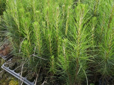 高度30厘米湿地松苗 湿地松种子 湿地松苗 湿地松袋苗