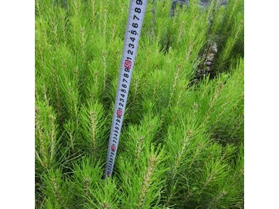 高度30厘米湿地松苗 湿地松种子 湿地松苗 湿地松袋苗图5