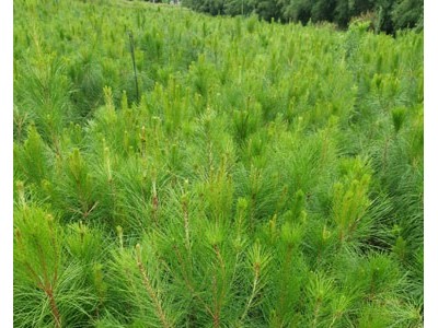 高度30厘米湿地松苗 湿地松种子 湿地松苗 湿地松袋苗图4