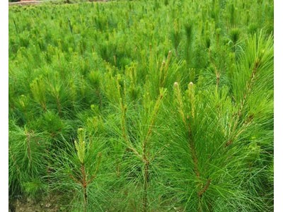 高度30厘米湿地松苗 湿地松种子 湿地松苗 湿地松袋苗图6