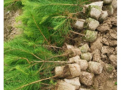 高度30厘米湿地松苗 湿地松种子 湿地松苗 湿地松袋苗图8