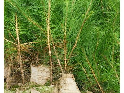 高度30厘米湿地松苗 湿地松种子 湿地松苗 湿地松袋苗图7