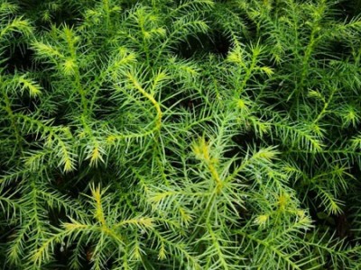 秃杉袋苗 秃杉地苗 秃杉苗 秃杉种子图3