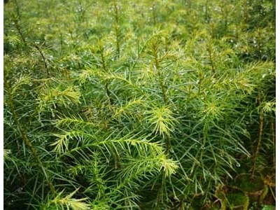 秃杉袋苗 秃杉地苗 秃杉苗 秃杉种子