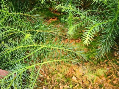 秃杉袋苗 秃杉地苗 秃杉苗 秃杉种子图2