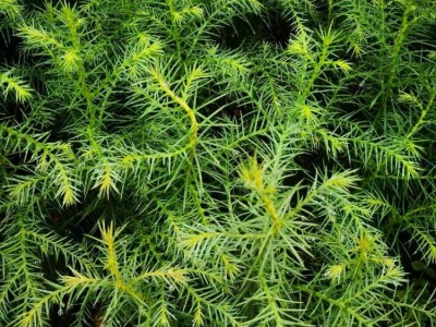 秃杉袋苗 秃杉地苗 秃杉苗 秃杉种子图5