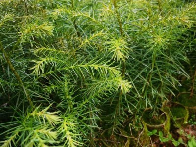 秃杉袋苗 秃杉地苗 秃杉苗 秃杉种子图4