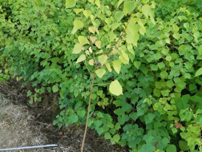 高度50厘米乌桕苗 乌桕袋苗 乌桕工程袋苗