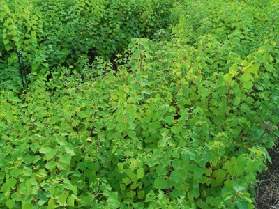 高度50厘米乌桕苗 乌桕袋苗 乌桕工程袋苗图2