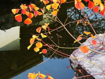 高度50厘米乌桕苗 乌桕袋苗 乌桕工程袋苗图5